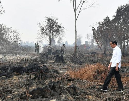 Tổng thống Indonesia Joko Widodo đến hiện trường vụ cháy rừng tại Riau, Indonesia. Ảnh: AP