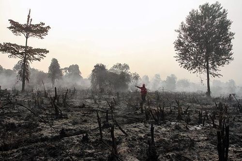 Theo Bộ Môi trường Indonesia, mức ô nhiễm tại đảo Borneo đang ở mức nguy hiểm. Ảnh: EPA