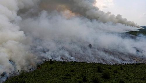 Cháy rừng là vấn đề thường niên tại Indonesia nhưng đây là năm tồi tệ nhất kể từ 2015. Ảnh: Reuters