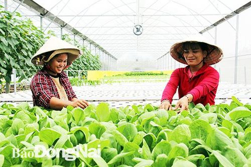 Mô hình trồng rau thủy canh tại phường Xuân Tân, TP.Long Khánh. Ảnh: B.Hân