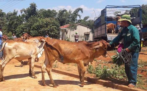 Huyện Krông Pa hỗ trợ bò sinh sản giúp người dân phát triển kinh tế, ổn định cuộc sống, đảm bảo an ninh chính trị. Ảnh: L.N