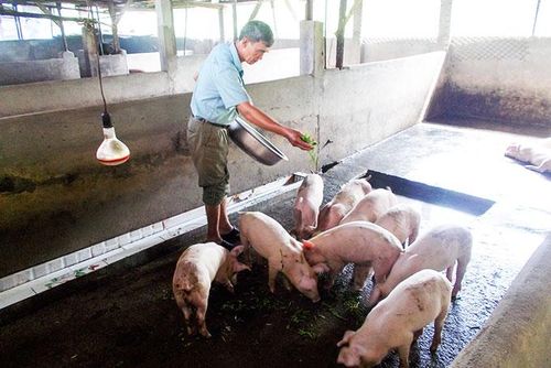 Ông Lưu Công Khẩn (phường Phước Hải, TP. Nha Trang) làm kinh tế giỏi được Trung ương Hội Người cao tuổi Việt Nam biểu dương.
