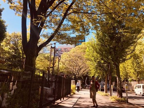 Những tán lá vàng đầy quyến rũ ở Nagoya