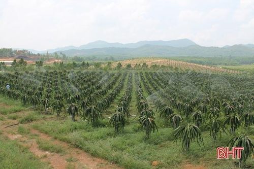 Trang trại nông nghiệp công nghệ cao của HTX Gia Phúc, xã Thường Nga