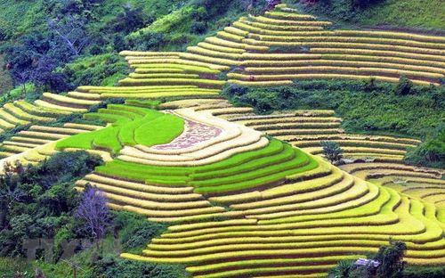 Ruộng bậc thang tại xã Xím Vàng, huyện Bắc Yên (Sơn La). (Ảnh: Quang Quyết/TTXVN)