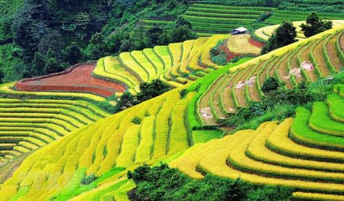 Ruộng bậc thang tại xã Xím Vàng, huyện Bắc Yên (Sơn La). (Ảnh: Quang Quyết/TTXVN)