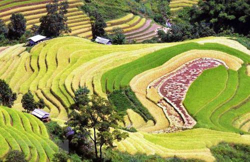 Ruộng bậc thang tại xã Xím Vàng, huyện Bắc Yên (Sơn La). (Ảnh: Quang Quyết/TTXVN)
