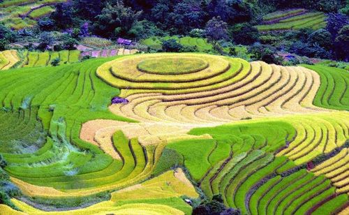 Ruộng bậc thang tại xã Xím Vàng, huyện Bắc Yên (Sơn La). (Ảnh: Quang Quyết/TTXVN)