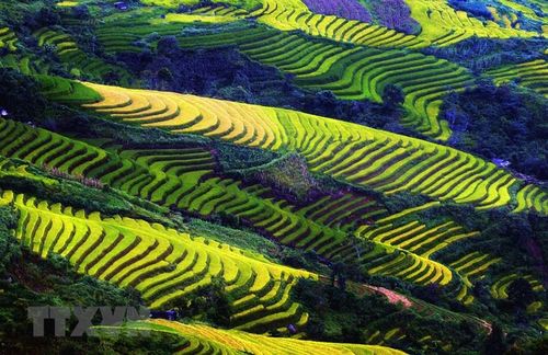 Ruộng bậc thang tại xã Tà Sùa, huyện Bắc Yên (Sơn La). (Ảnh: Quang Quyết/TTXVN)