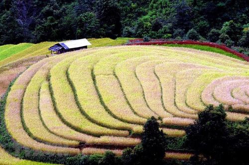 Ruộng bậc thang tại xã Xím Vàng, huyện Bắc Yên (Sơn La). (Ảnh: Quang Quyết/TTXVN)