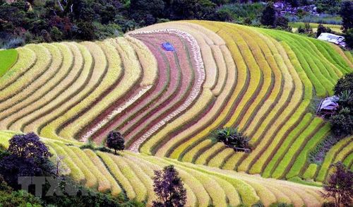 Ruộng bậc thang tại xã Xím Vàng, huyện Bắc Yên (Sơn La). (Ảnh: Quang Quyết/TTXVN)