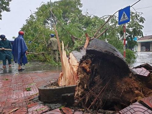Cây xanh bật gốc chắn ngang đường.