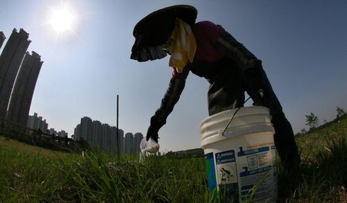 Một người nông dân ở Hong Kong dùng thuốc trừ sâu để diệt kiến lửa đỏ. Ảnh: SCMP