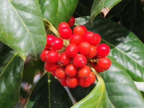 Nhờ ánh nắng chiếu trực tiếp mà ảnh này trông khá chi tiết. Bạn vẫn có thể thấy gân lá trong khi zoom ảnh lên. Tuy nhiên màu đỏ của quả có xu hướng hòa trộn lại và mất đi chi tiết riêng.