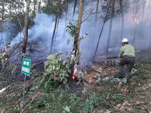 Quang cảnh diễn tập chống cháy rừng. Ảnh: Bích Hồng/BNEWS/TTXVN