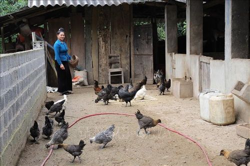 Gia đình bà Lường Thị Châm, thôn Lừu 2, xã Hát Lừu, huyện Trạm Tấu, phát triển mô hình chăn nuôi gà đen. Ảnh: Đức Tưởng/TTXVN