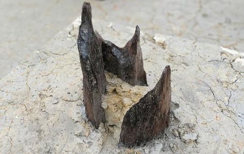 Các cọc xuất lộ bị gãy phần đầu, gỗ màu đỏ sẫm, rắn chắc. Ảnh: L.T.