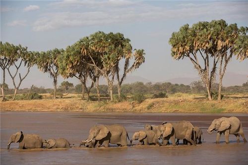  Đàn voi vượt sông Ewaso Ng’iro trong vườn quốc gia Samburu ở Kenya. 