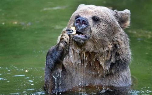  Gấu nâu khổng lồ thích thú tắm mát trong vườn thú Whipsnade ở Dunstable, Anh. 