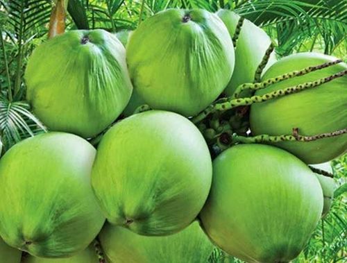 Trong nước dừa có rất nhiều chất dinh dưỡng, các chất dinh dưỡng này sẽ có tác dụng đẩy nhanh quá trình trao đổi của cơ thể