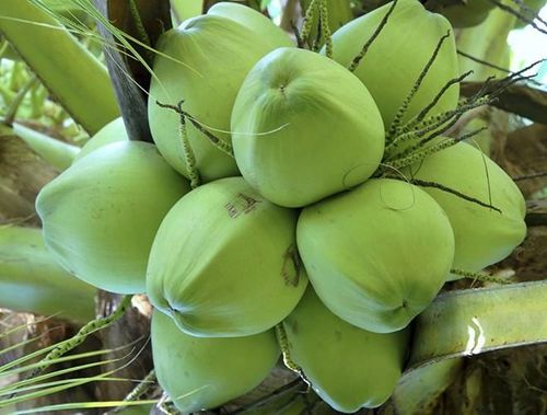 Khi quá trình trao đổi chất được diễn ra, cơ thể sẽ tự điều hòa được lượng đường có trong máu và giúp tránh khỏi cơn thèm ăn. Kết hợp nước dừa với chế độ ăn kiêng sẽ giúp bạn giảm cân nhanh chóng hơn