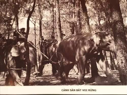 Hình ảnh săn voi xưa của người Tây Nguyên.