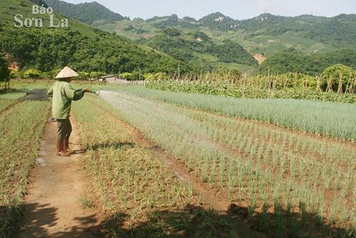 Nông dân xã Chiềng Hắc (Mộc Châu) chăm sóc rau màu.