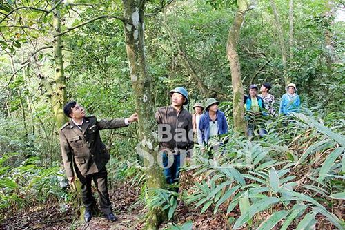Cán bộ kiểm lâm địa bàn và người dân bản Lềm, xã Huy Tân (Phù Yên) tuần tra bảo vệ rừng.