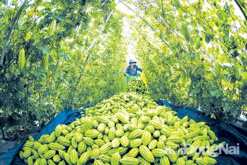 Nông dân Đồng Nai ứng dụng công nghệ trong sản xuất nông nghiệp đạt các tiêu chuẩn VietGAP, GlobalGAP… Trong ảnh: Thu hoạch trái khổ qua ở xă Bảo Hạ, huyện Xuân Lộc. Ảnh: PHẠM NGỌC HIỂN