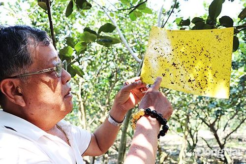 Việc thắp đèn, treo giấy màu bắt côn trùng được ông Đoàn Ngọc Thạnh áp dụng tại vườn bưởi sạch. Ảnh: M.Quân