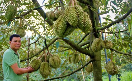 Sầu riêng là cây trồng mang lại hiệu quả kinh tế cao cho người dân xã Phước Lộc
