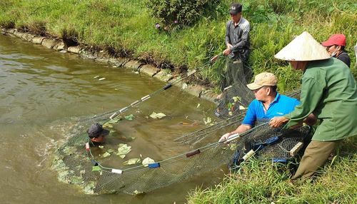 Mô hình nuôi trồng thủy sản tập trung mang lại hiệu quả kinh tế cho người dân Hòa Khương.