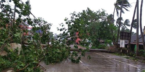Bão khiến cây đổ chắn đường cao tốc tại bang Orissa. Ảnh: AP