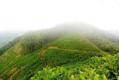 Đảm bảo tiêu chuẩn nguồn gốc xuất xứ gỗ nguyên liệu là một trong những "nút thắt" lớn để sản phẩm gỗ vào EU