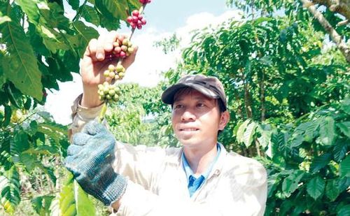 Cà phê - mặt hàng xuất khẩu hưởng thuế suất 0% ngay khi EVFTA có hiệu lựcẢnh: CAO THĂNG