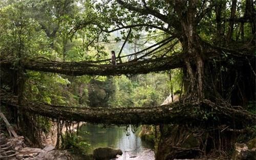 Thay vì gạch, vữa hay các tấm ván gỗ, dân làng Cherrapunji, bang Maghalaya, Ấn Độ dùng chính rễ cây để làm cầu. Từ thời xa xưa, bộ tộc Khasis ở nơi đây đã học được cách làm thế nào để khiến rễ cây phát triển theo 1 hướng nhất định. Đặc biệt, một số cây cầu làm từ rễ cây có thể dài hơn 30m và chịu được sức nặng của 50 người. (ảnh: Getty)