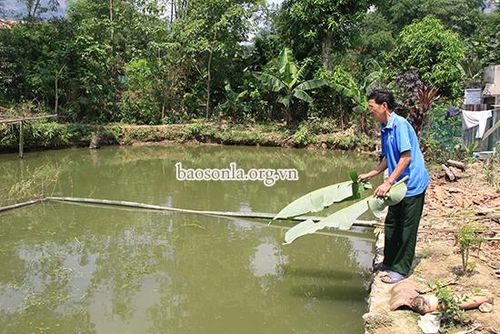 Mô hình phát triển kinh tế của hội viên NCT bản Búng Diến, xã Mường Bú (Mường La).