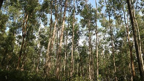  Quảng Trị hiện có gần 253.000ha rừng với độ che phủ rừng trên 50%.