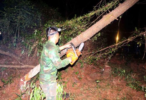 Bên cạnh dập đám cháy, các lực lượng cũng tập trung cắt đường băng cản lửa đề phòng lửa lây lan trở lại. Được biết, từ trưa đến tối ngày 10/7, hàng trăm cây thông đã phải chặt bỏ để mở 4 đường băng cản lửa, khoanh vùng đám cháy. Ảnh: Quang An