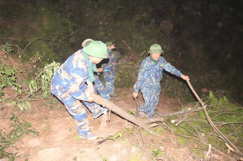 Những cây thông hàng chục năm tuổi bắt buộc phải chặt hạ.