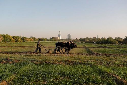 Trên đảo Tuti, Sudan, những người nông dân và chủ đất lo lắng rằng nếu siêu đập làm suy yếu dòng chảy, sẽ không có đủ nước cho việc tưới tiêu.