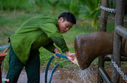 Công việc hàng ngày của anh Ninh khá bận rộn vì chăm sóc 2 chú voi. Ngoài ra, anh còn chăm sóc, khám sức khỏe voi cho các hộ dân trong vùng. Anh được cấp chứng chỉ chăm sóc voi từ một tổ chức bảo tồn động vật nước ngoài.