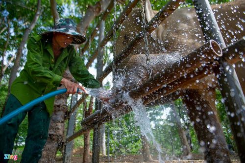 Từ chỗ giải cứu voi gặp nạn, thấm thoát đã sáu năm nay anh Ninh gắn bó với việc chăm sóc 2 chú voi này.