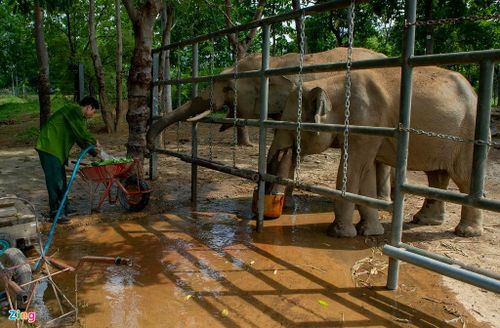 Công việc chính mỗi ngày của anh Ninh và một số nhân viên tại Trung tâm bảo tồn voi Đắk Lắk là tắm voi, cho voi ăn, dọn dẹp khu vực nuôi nhốt, khám chân, miệng, điều trị vết thương, cắt gọt móng voi khi cần.