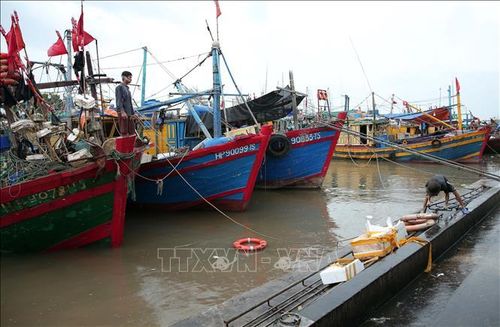 Tàu thuyền đánh cá đã neo đậu tránh trú bão tại bến cá Ngọc Hải, quận Đồ Sơn, thành phố Hải Phòng. Ảnh: An Đăng/TTXVN