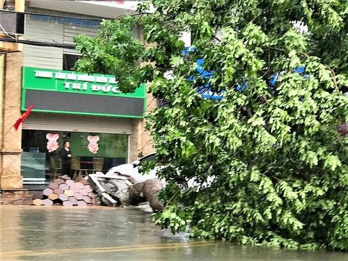 Cây to bật gốc làm vỉa hè đường Bạch Đằng bị lật cốt nền