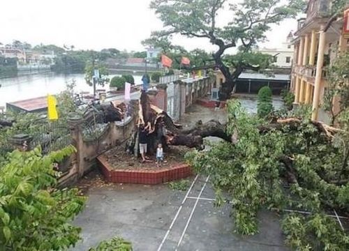 Cây gạo gần 400 tuổi bị đổ gẫy do bão số 2. Ảnh: Vũ Đông.
