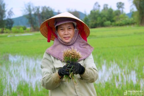 Tranh thủ thời tiết tạnh ráo, chị Đặng Thị Xuân, xóm 10, Nghi Thuận (Nghi Lộc) tất tả ra đồng cứu lúa. Chị Xuân không giấu nổi niềm vui mừng: "Mưa xuống mừng lắm, cả 2 tháng qua đã không có một giọt nước cho lúa, tưởng là vụ này mất trắng thì may mắn mưa về, nhiều diện tích lúa được cứu sống..". Ảnh: Q.A