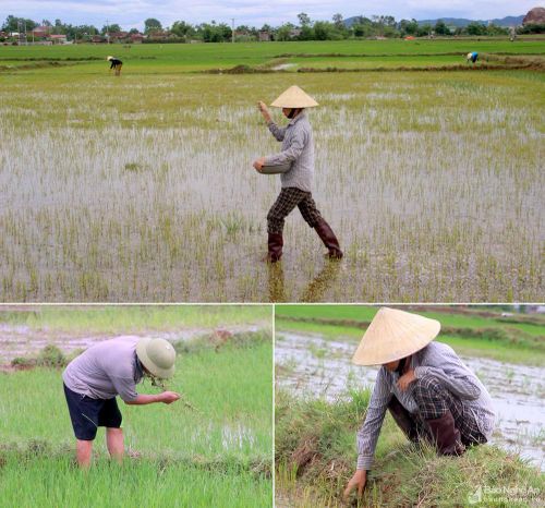 Còn tại xã Hưng Yên Bắc - địa phương khô hạn nhất huyện Hưng Nguyên cũng được cơn mưa do bão số 2 "giải cứu". Lãnh đạo xã Hưng Yên Bắc cho biết: Toàn xã có 150 ha bị lúa hạn nặng nề, đã có thời điểm tưởng chừng mất trắng vì không thể tìm được nguồn nước thì may mắn có mưa vàng trút xuống nên cơ bản diện tích lúa đã được cứu kịp thời. Trong ảnh: Người dân huyện Hưng Nguyên và Nghi Lộc ra đồng cứu lúa trong ngày 3/8. Hiện các địa phương đã chỉ đạo người dân tranh thủ điều kiện có nước ra đồng những diện tích lúa còn có thể cứu được. Ảnh: Q.A
