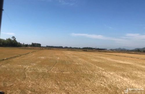 Trước đó do hạn hán gần 5.000 ha lúa ở Hưng Nguyên, Nghi Lộc bị chết. Ảnh: Trân Châu